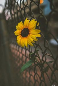 Kalyani’s Blog